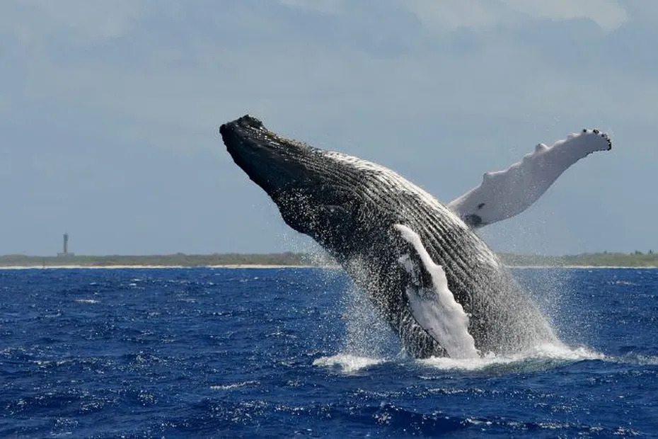 La mise bas des baleines à bosse mises en danger par les tests sismiques de l'IFREMER - © OMMAG