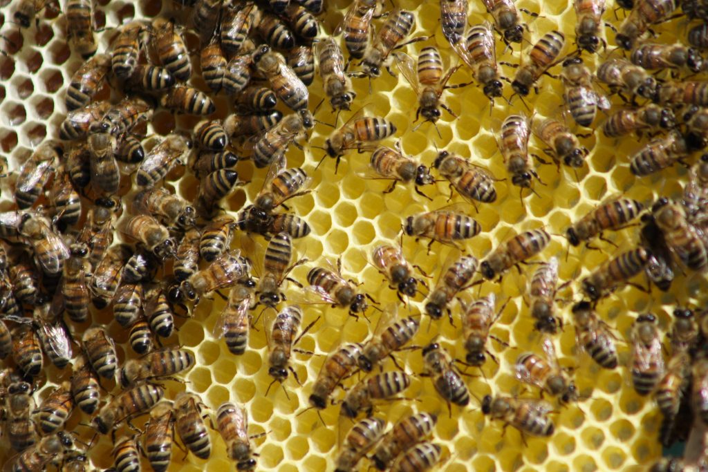 Les abeilles au travail.