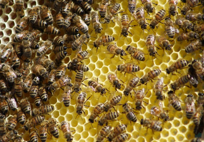 Les abeilles au travail.